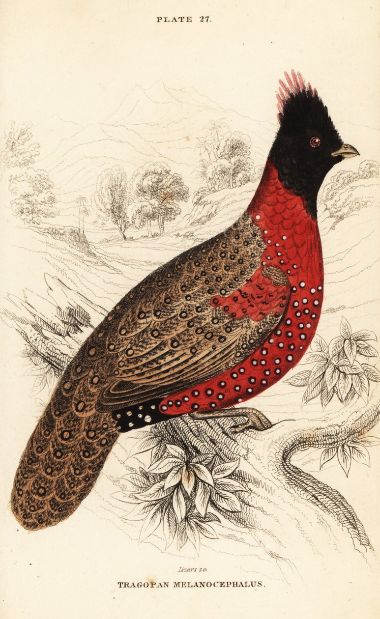 Batı tragopan veya batı boynuzlu tragopan, Tragopan melanocephalus by William Home Lizars