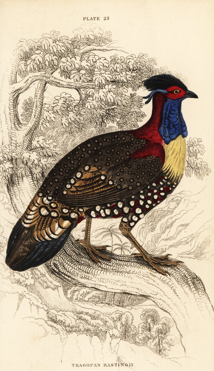 Batı tragopanı veya batı boynuzlu tragopan, erkek, Tragopan melanocephalus by William Home Lizars