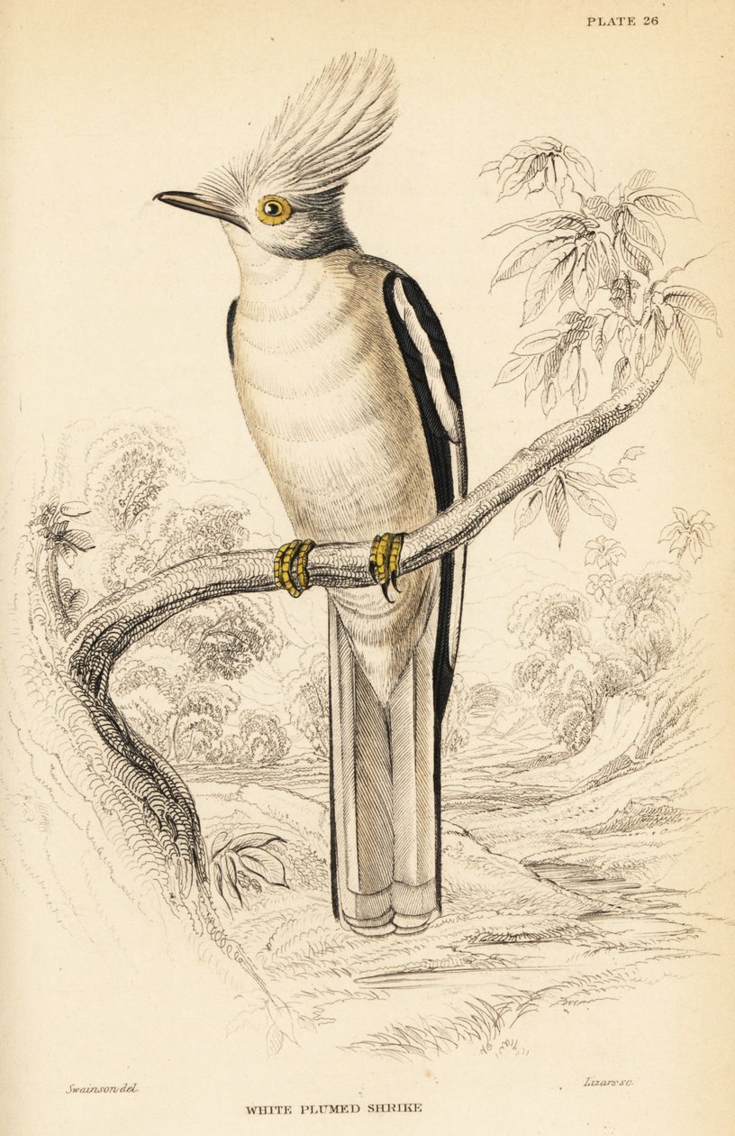 Beyaz tepeli miğfer kuşu, Prionops plumatus by William Home Lizars