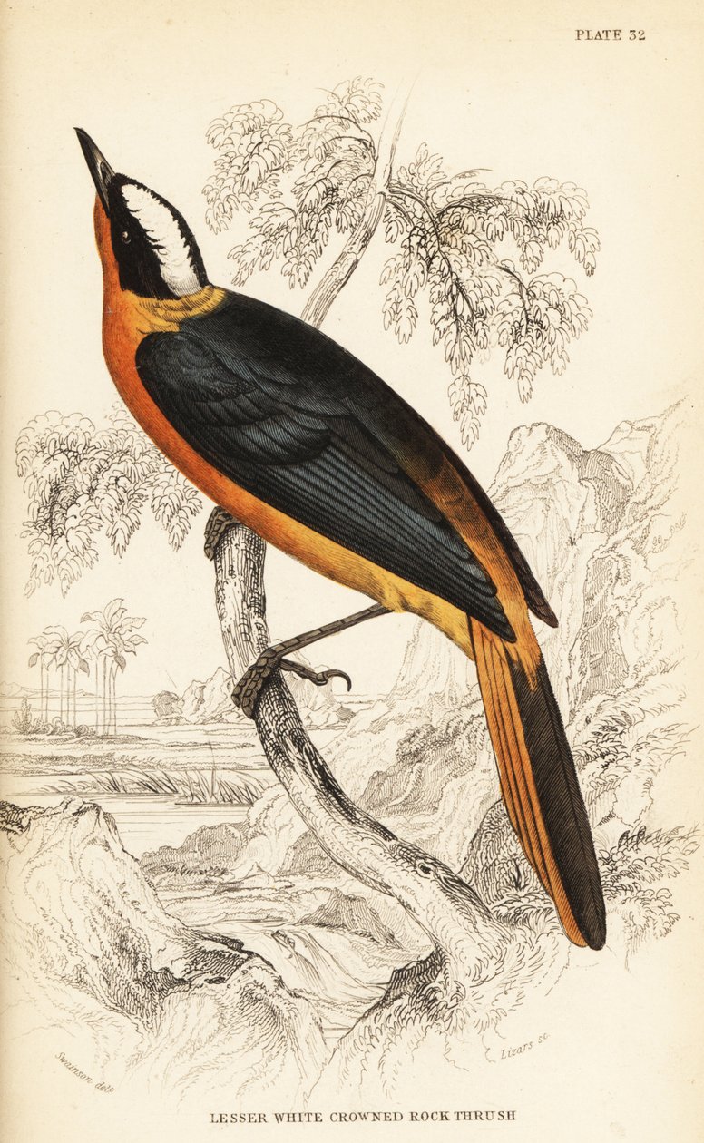 Beyaz taçlı robin-chat, Cossypha albicapilla (Küçük beyaz taçlı kaya ardıç kuşu, Petrocincla albicapilla) by William Home Lizars