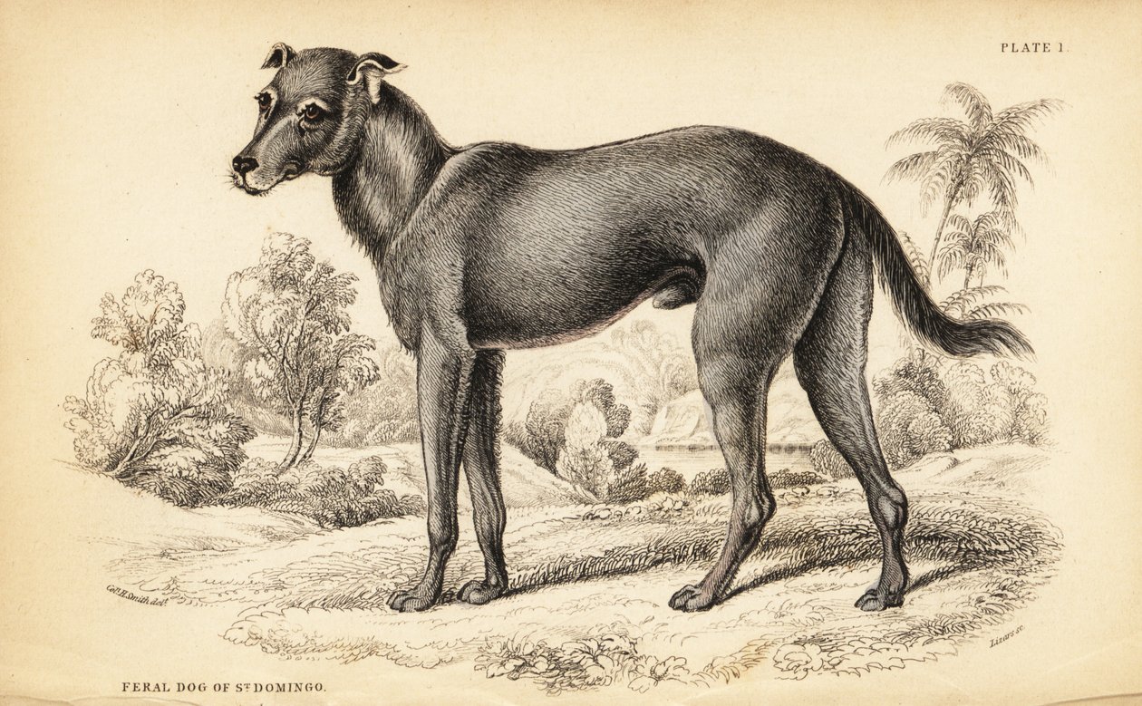 Dominik Cumhuriyeti ve Haiti