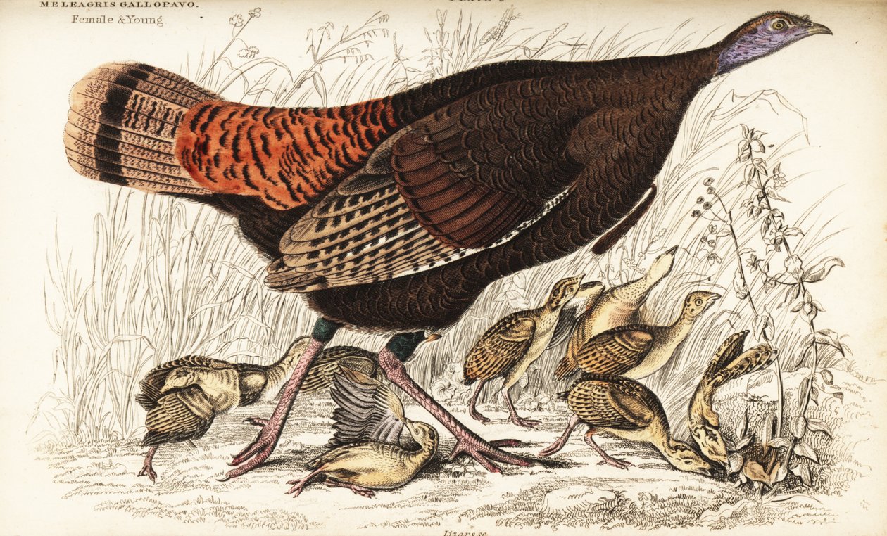 Yabani hindi, dişi ve genç, Meleagris gallopavo by William Home Lizars