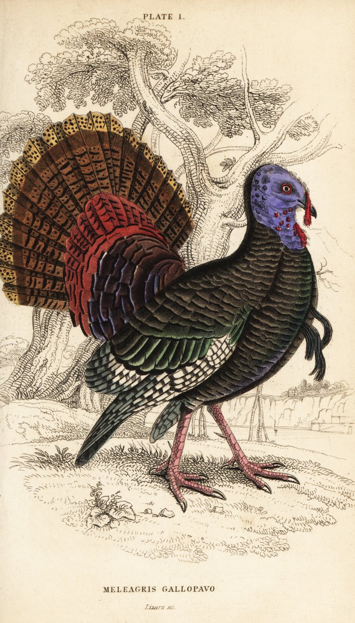 Yabani hindi, erkek, Meleagris gallopavo by William Home Lizars