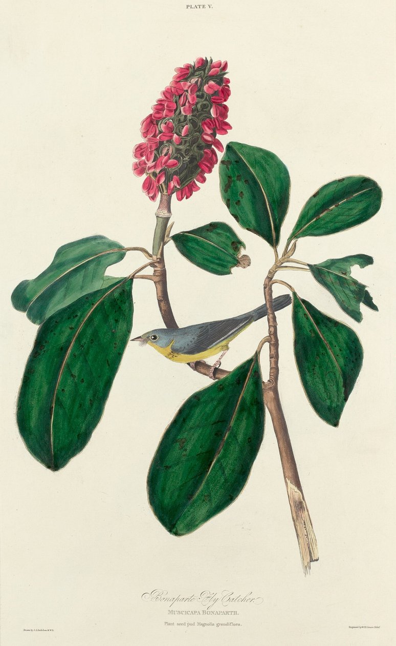 Bonapart Sinek Avcısı by William Home Lizars after John James Audubon