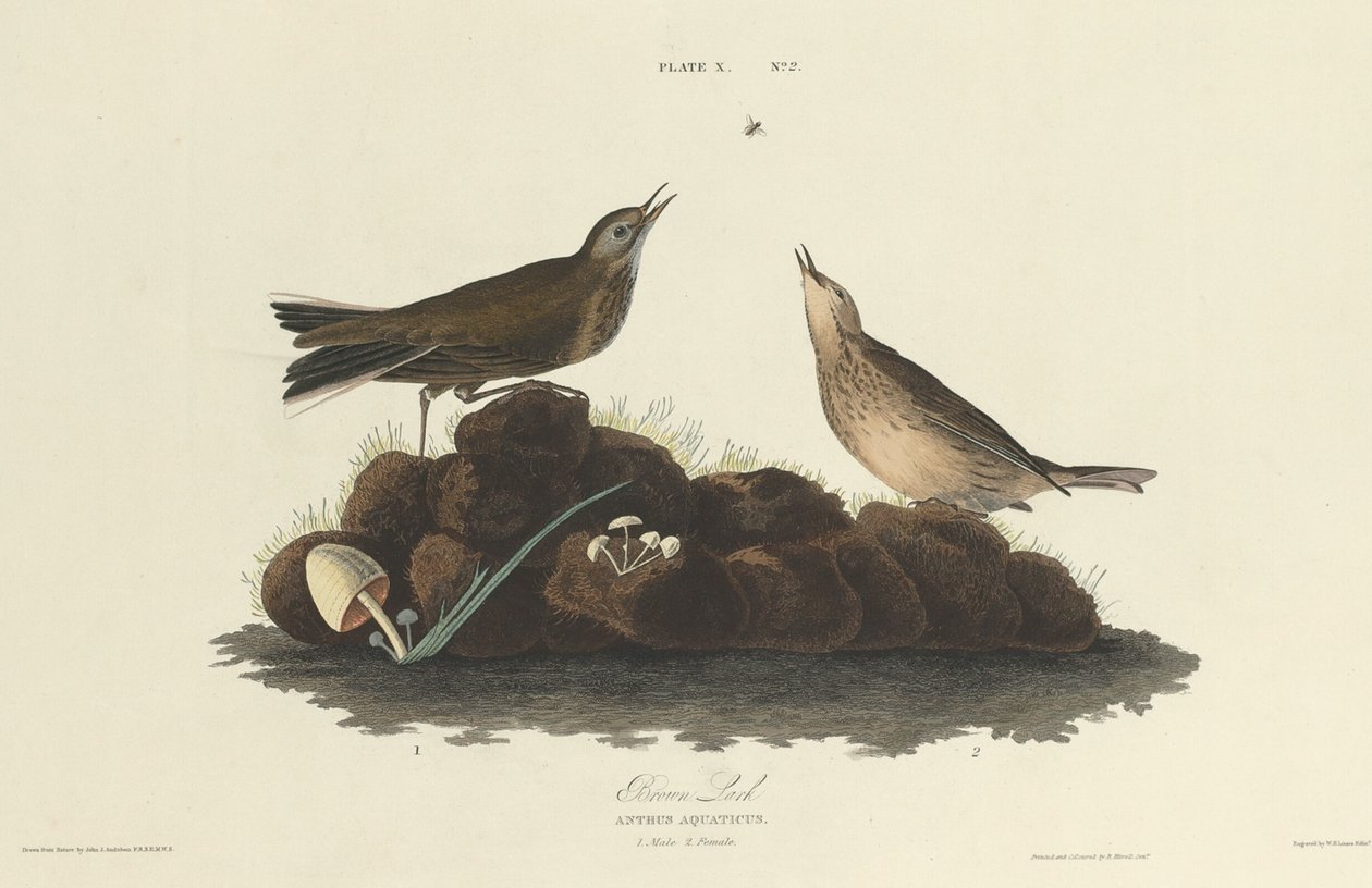 kahverengi domuz yağı by William Home Lizars after John James Audubon