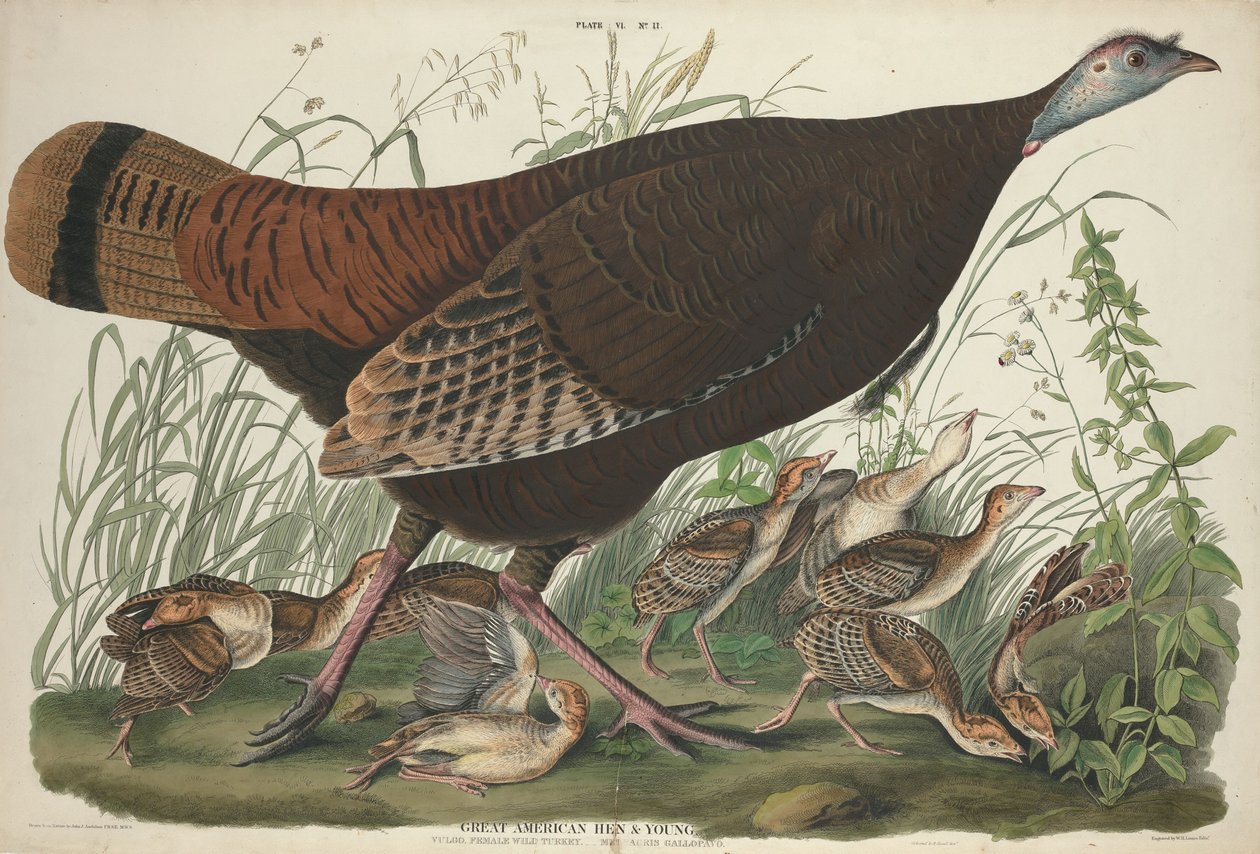Büyük Amerikan Tavuk ve Genç by William Home Lizars after John James Audubon