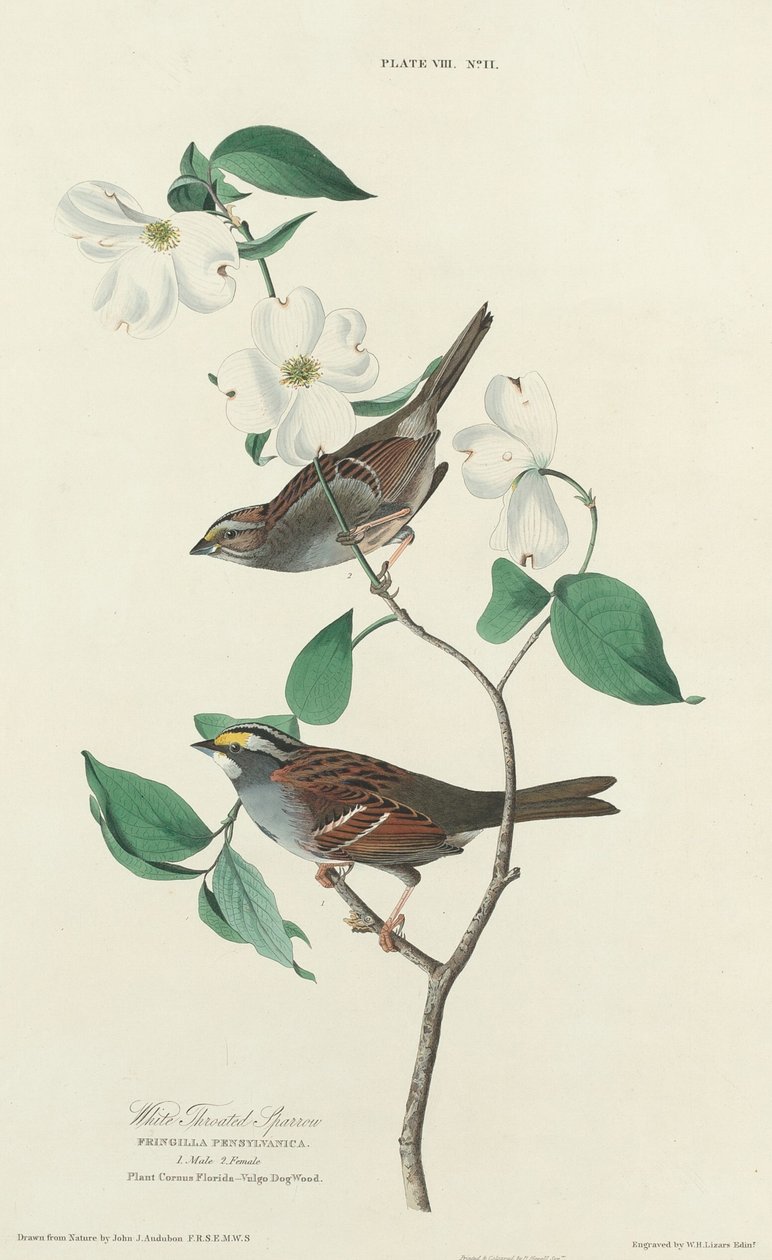 Ak boğazlı serçe by William Home Lizars after John James Audubon