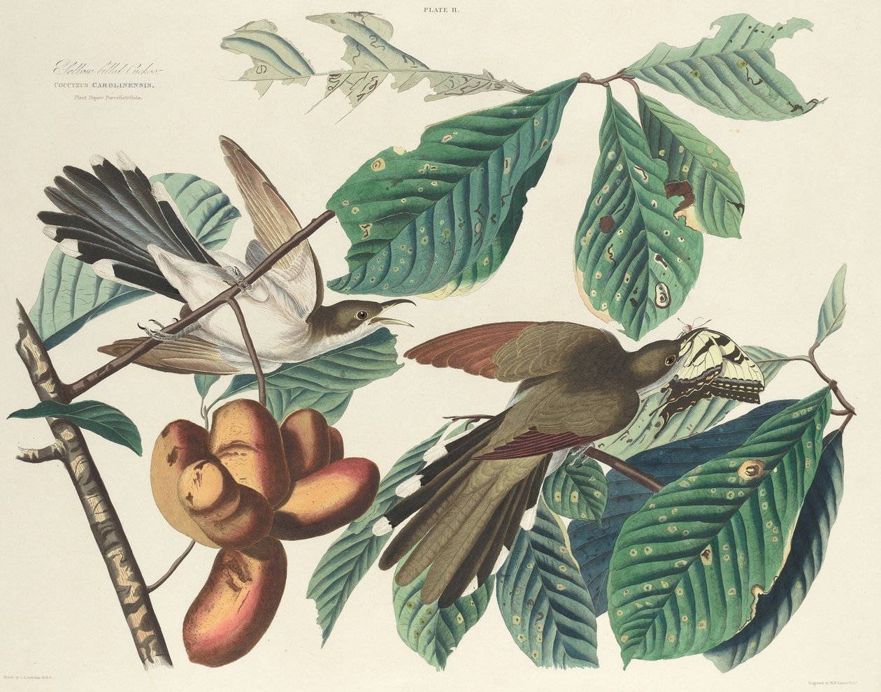 Sarı gagalı guguk kuşu by William Home Lizars after John James Audubon