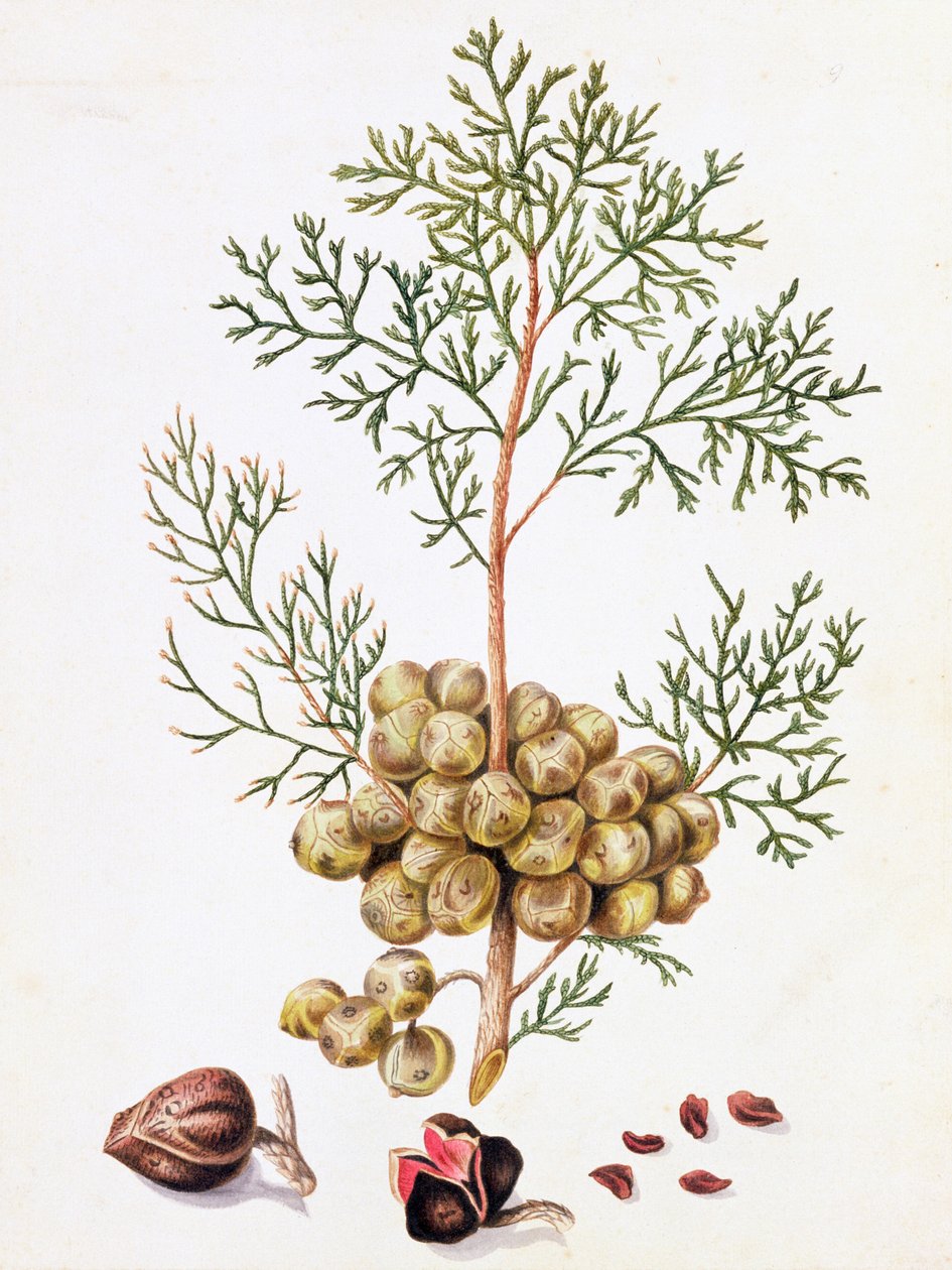 Selvi Yaprağı ve Fındık by William Hooker