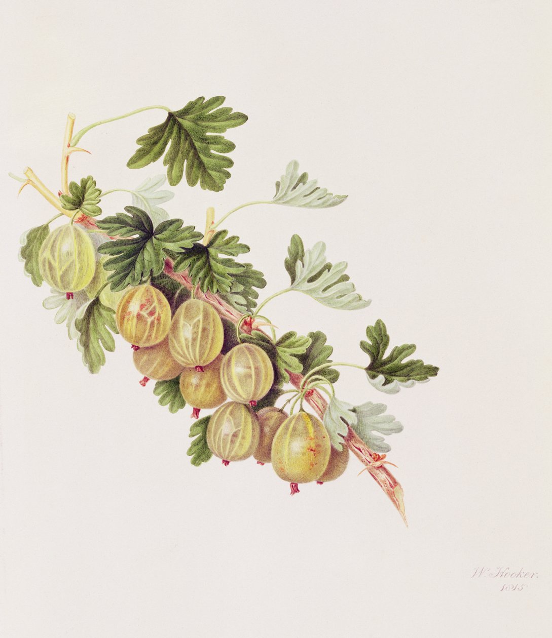 Yeşil Bektaşi Üzümü, 1815 by William Hooker