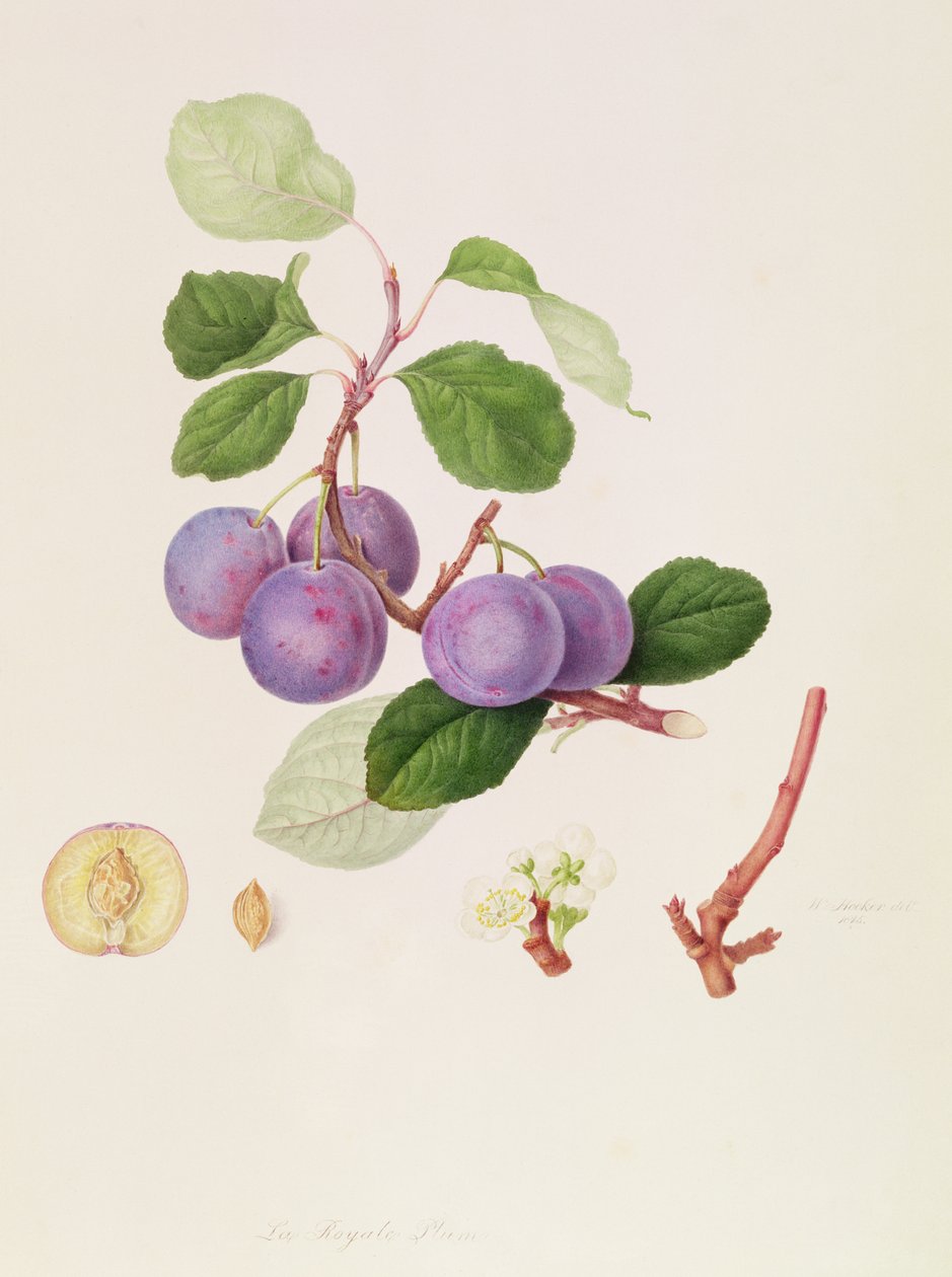 Royale Erik, 1815 by William Hooker