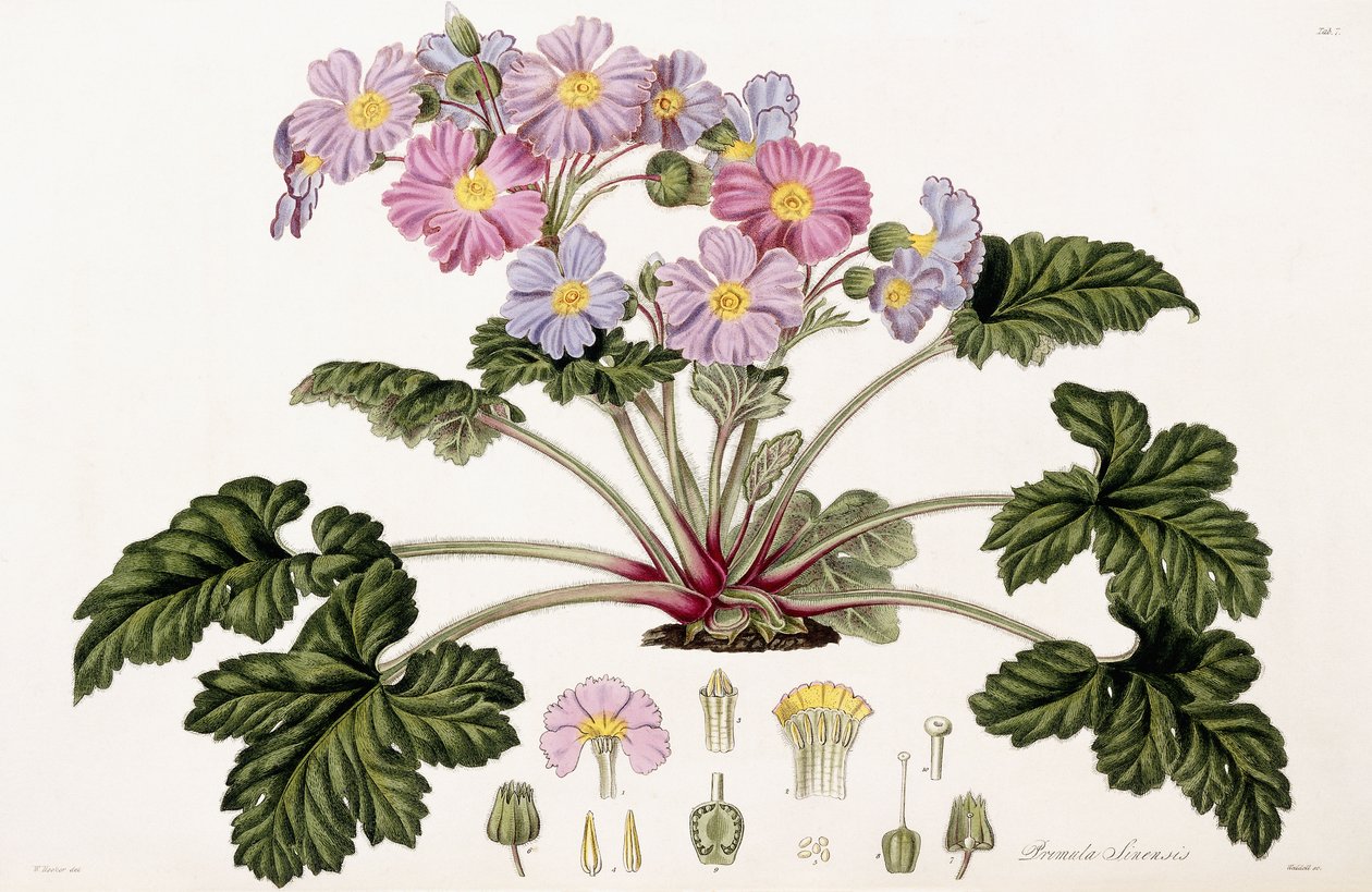 Primula Sinensis, 1821-1826 by William Hooker