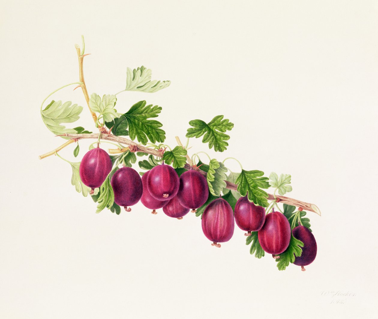 mor bektaşi üzümü by William Hooker