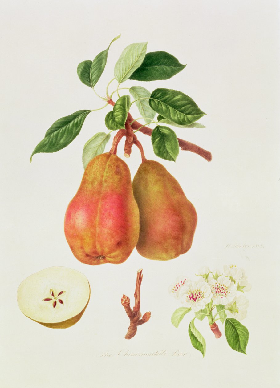 Chaumontelle Armutu, 1818 by William Hooker