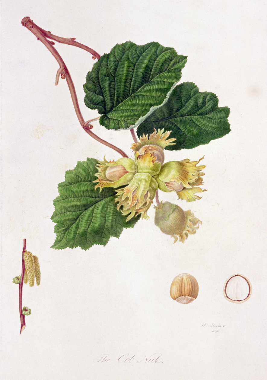 Cob Fıstığı, 1816 by William Hooker