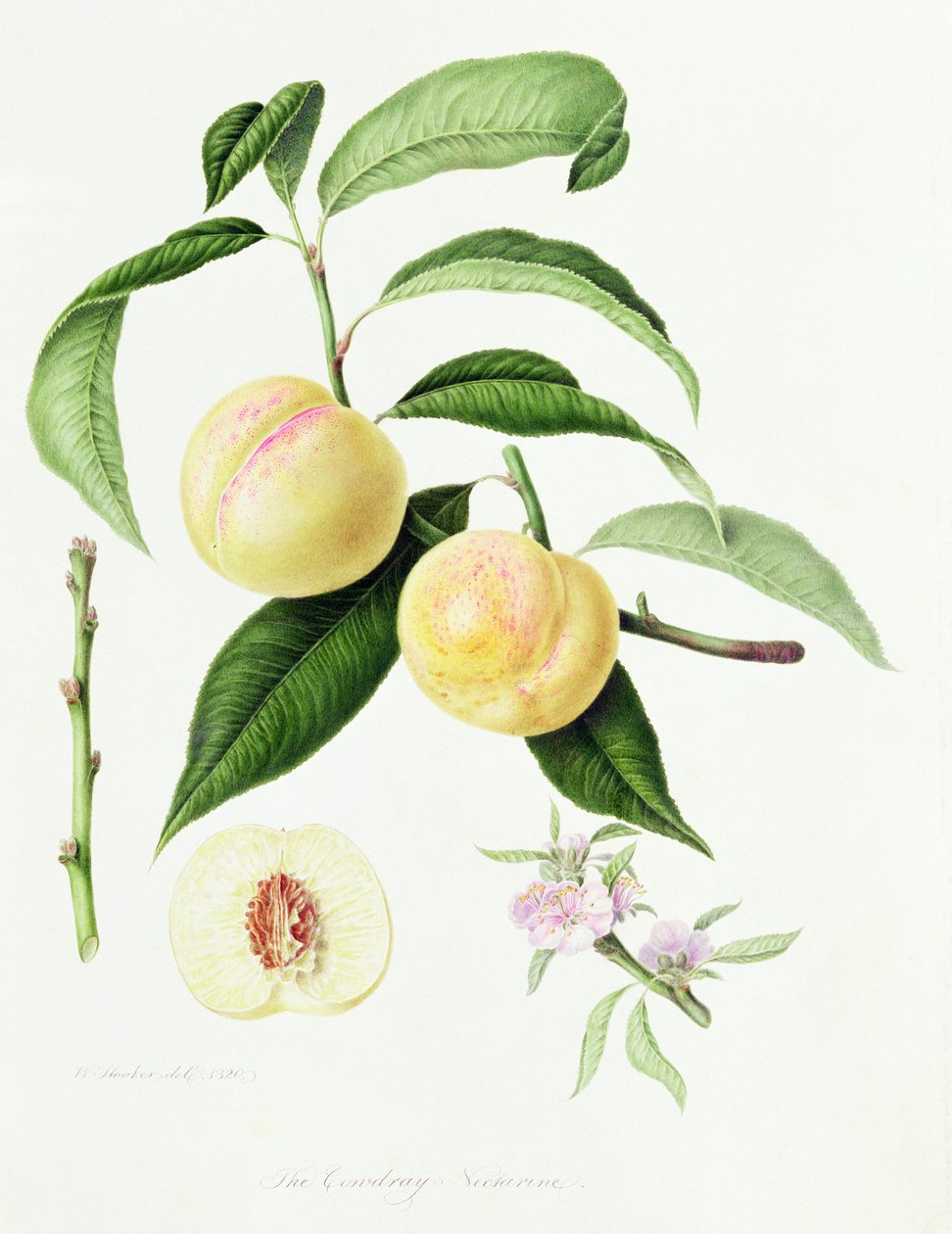 ಕೊನುಡ್ರೇ ನೆಕ್ಟರಿನ್, 1820 ಟರ್ಕ್ by William Hooker
