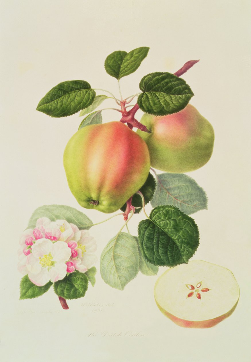 Hollandalı Codlin, 1820 by William Hooker
