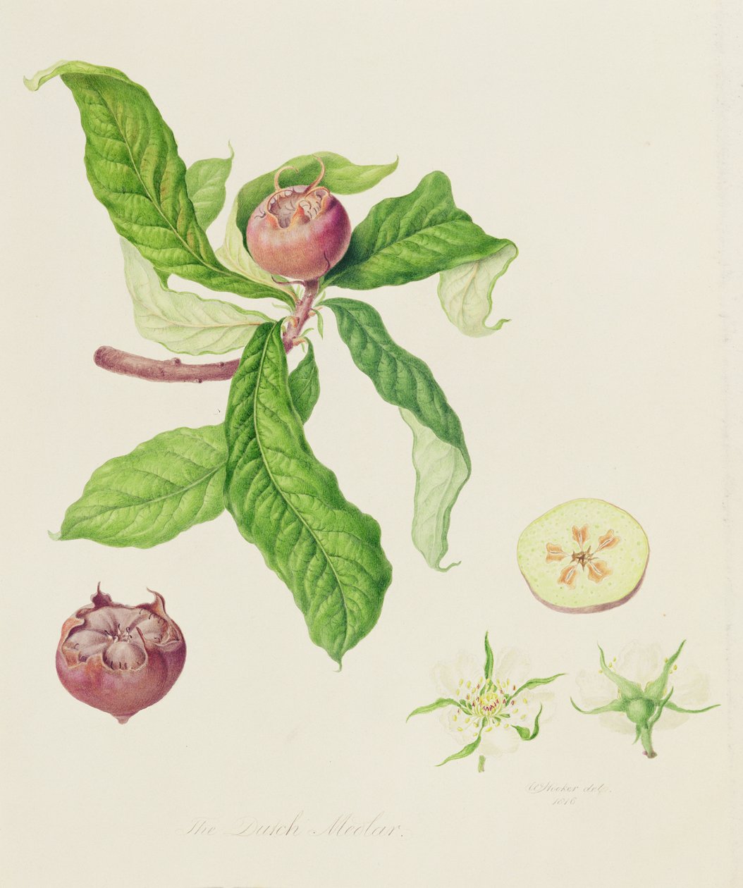 Hollandalı Muşmula, 1816 by William Hooker