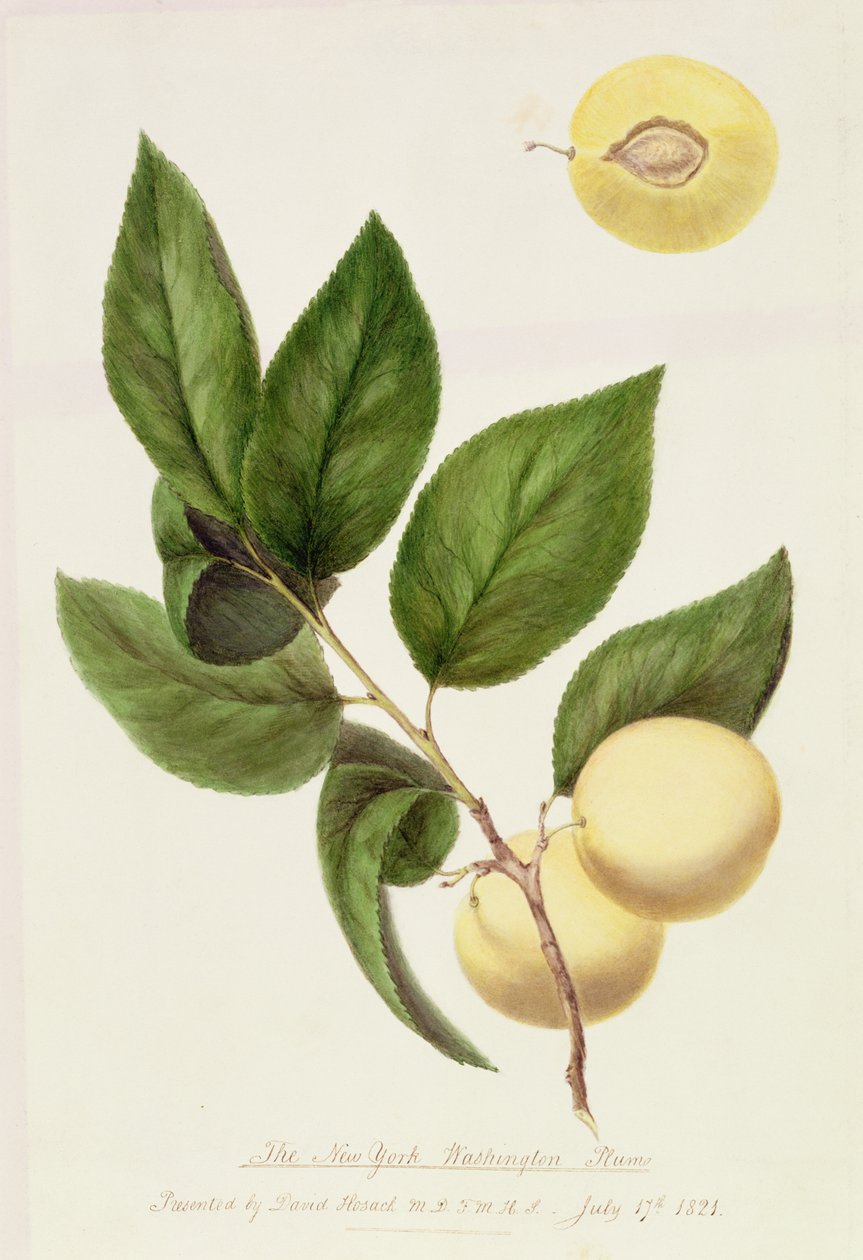 New York Washington Erik, 1821 by William Hooker
