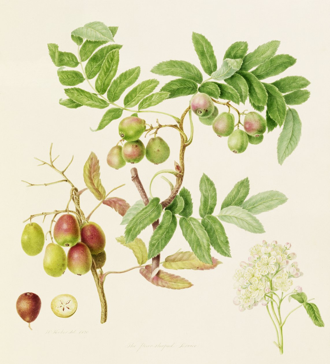 Armut Şeklinde Servis Yengeç Elma, 1820 by William Hooker