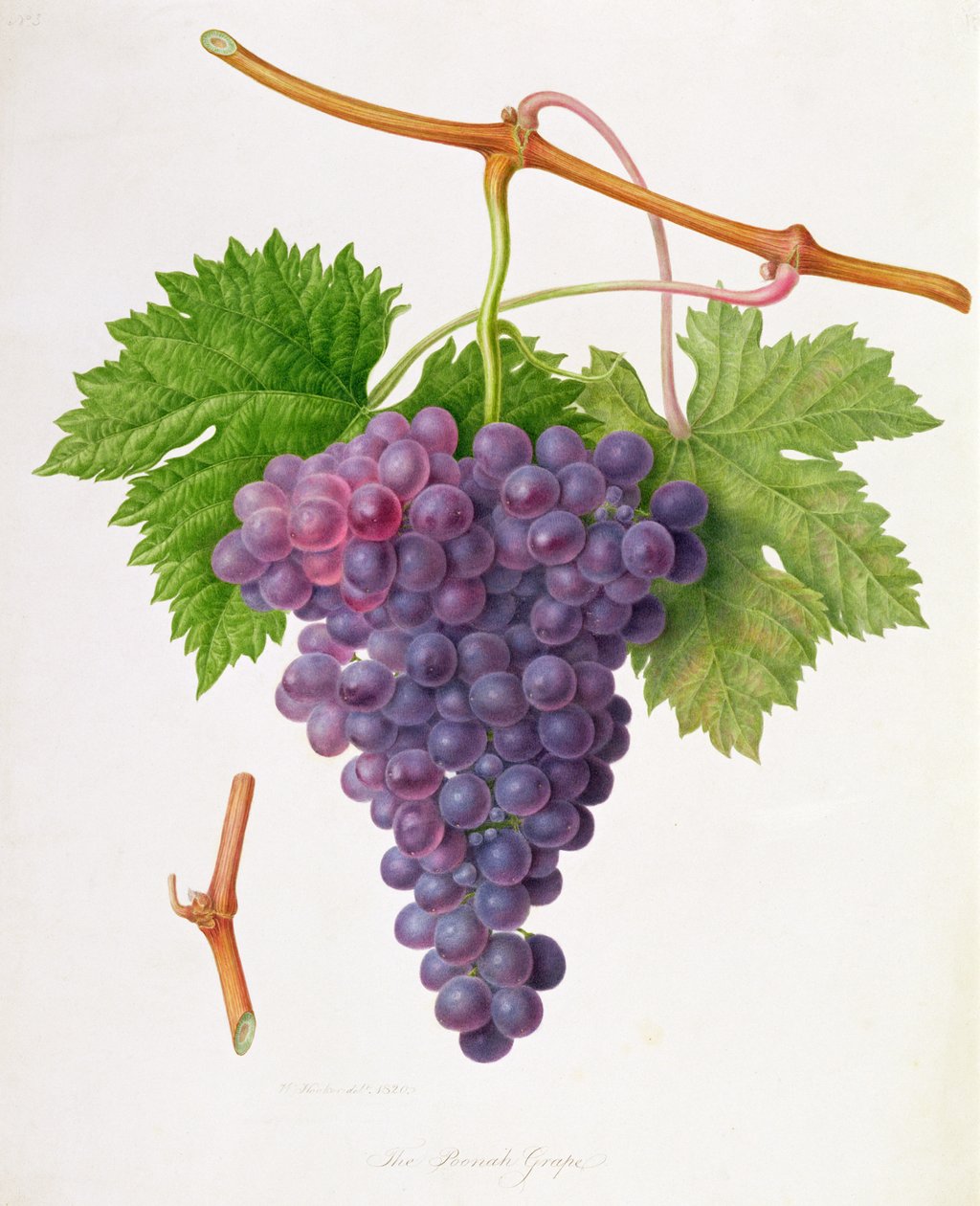 ಪೂನಾ ಗ್ರೇಪ್, 1820 ಟರ್ಕ್ by William Hooker