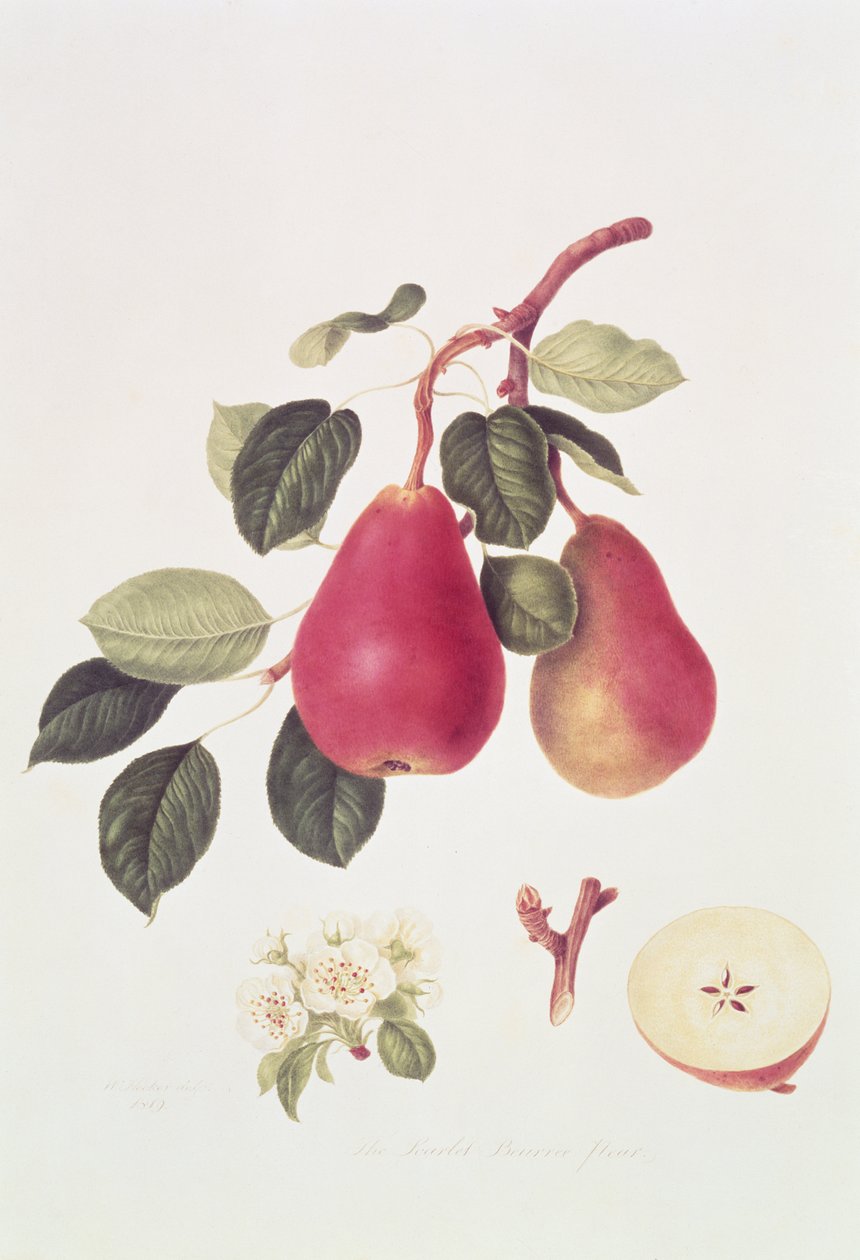 Kızıl Beurree Armut, 1819 by William Hooker