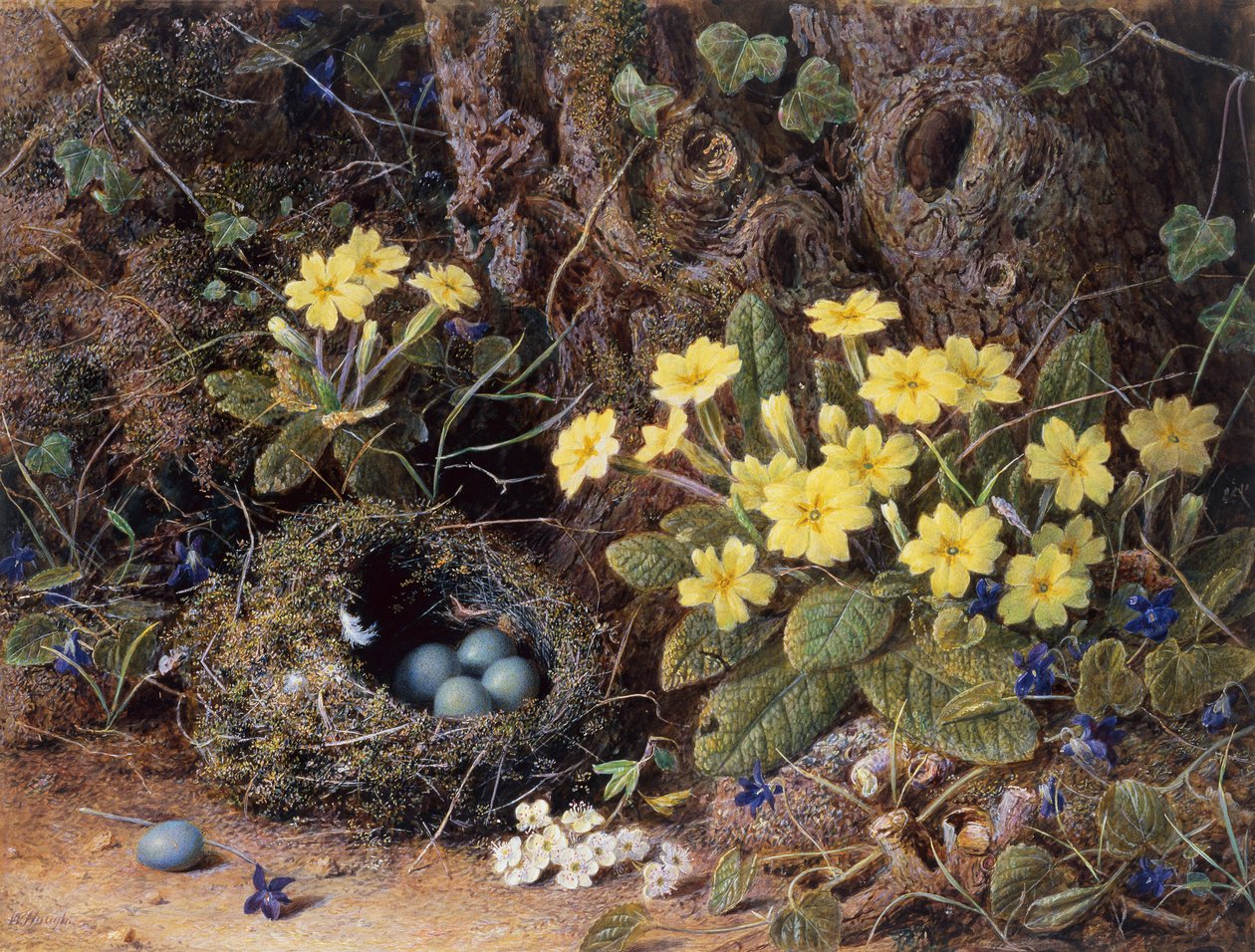 Kuş Yuvası, Primroses ve Menekşe ile Natürmort (kalem ve sulu boya) by William Hough