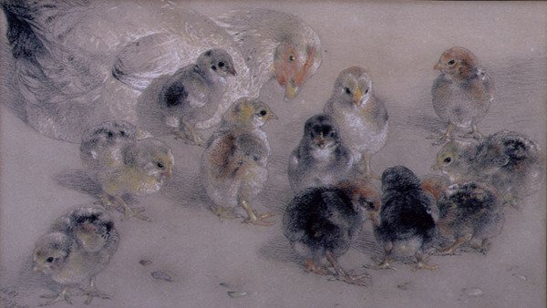 Tavuk Çalışması by William Huggins
