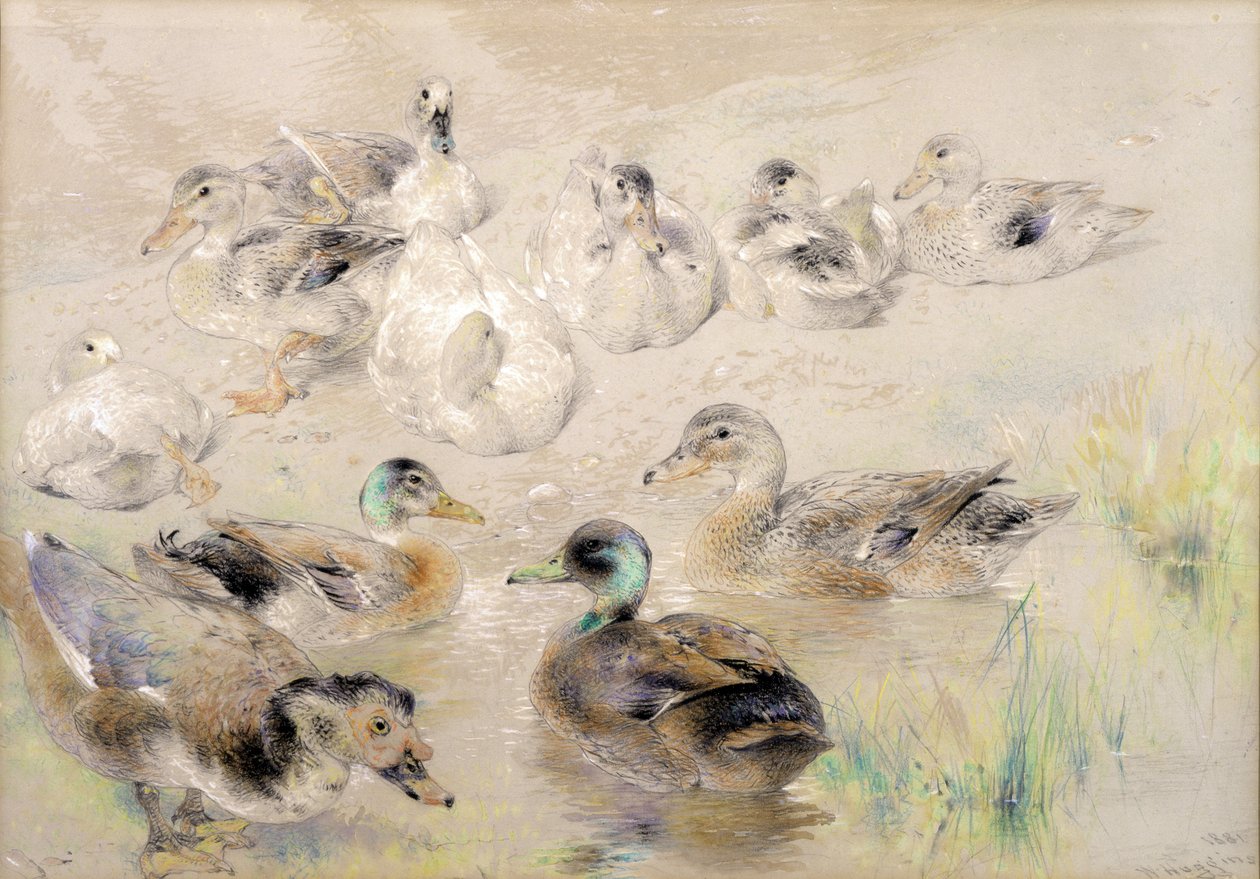 Ördekler Çalışması by William Huggins