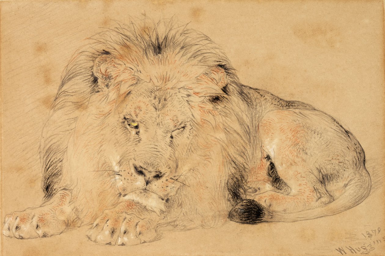 Aslan Çalışması, 1879 (kağıt üzerinde tebeşir) by William Huggins