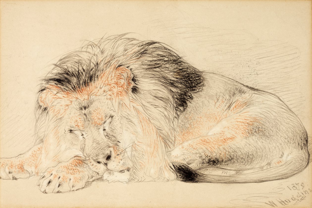 Aslan Çalışması, 1879 (kağıt üzerinde tebeşir) by William Huggins
