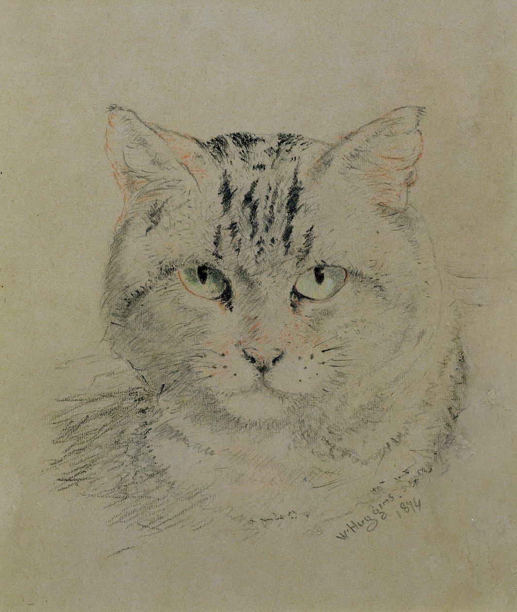 Tekir Kedi, 1874 (kağıt üzerine kurşun kalem, pastel boya ve karakalem) by William Huggins
