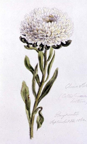 Çin Aster, Bayswater