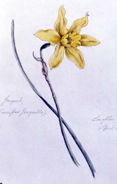 Jonquil, Loughton