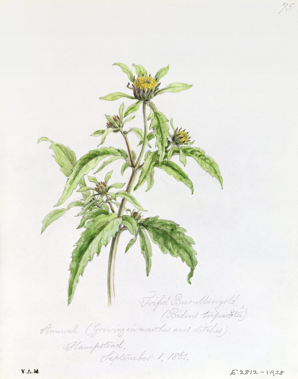 Trifid Burr-Marigold, Hampstead