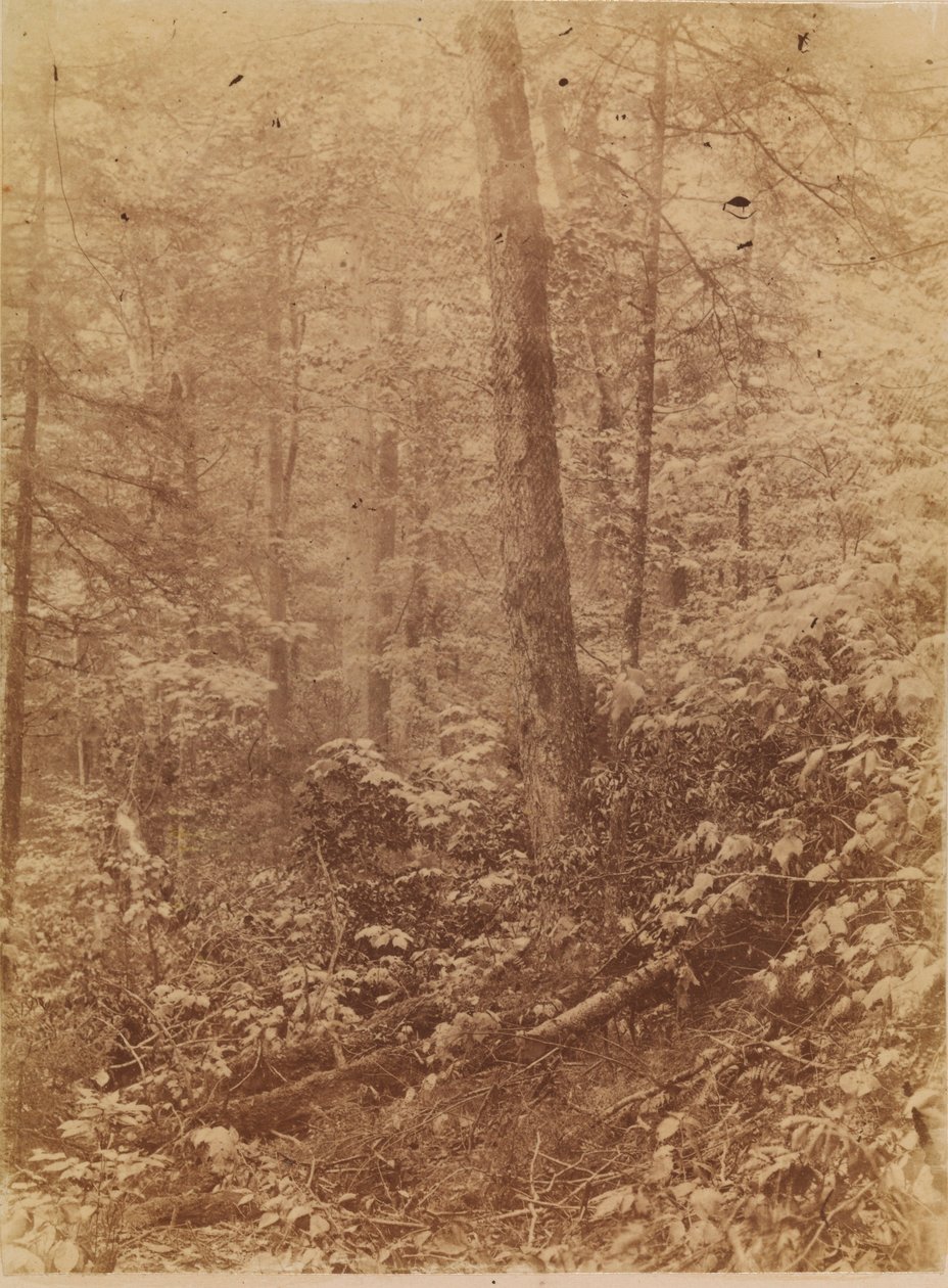 İsimsiz, Orman portfolyosundan: Adirondack Ormanları by William James Stillman