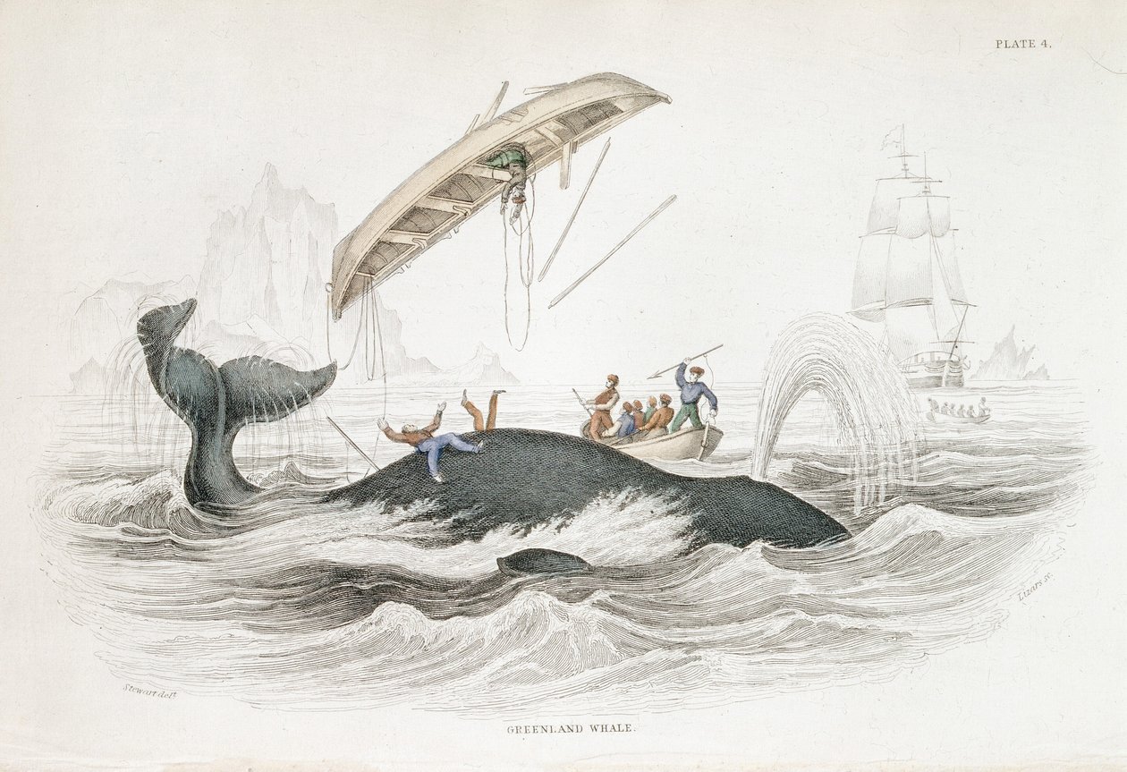 Saldıran teknelerden birini fırlatan bir Grönland Balinasını Zıpkınlamak. William Jardine The Naturlist's Library'den: Sıradan Cetacea Üzerine, Edinburgh by William Jardine