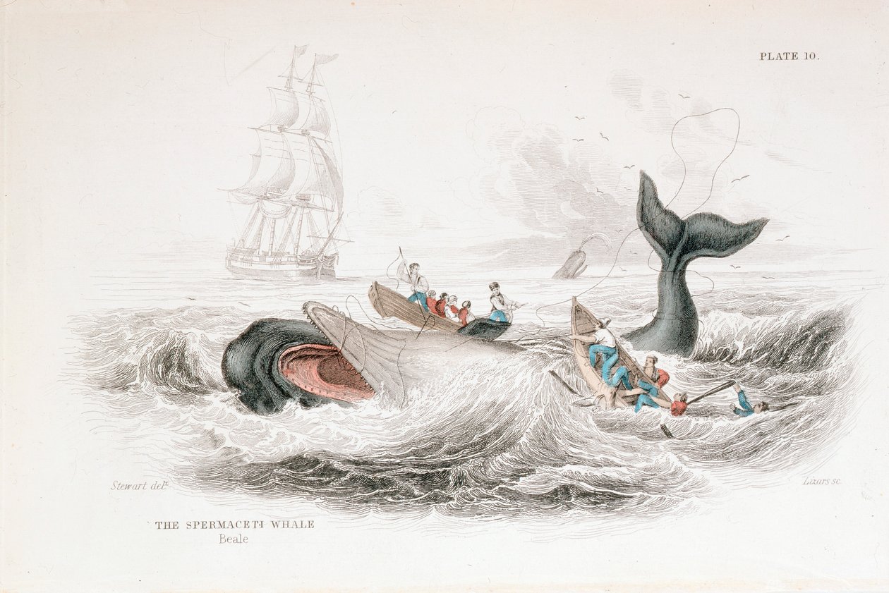 Bir Sperm Balinasını Zıpkınlamak, 1837 by William Jardine