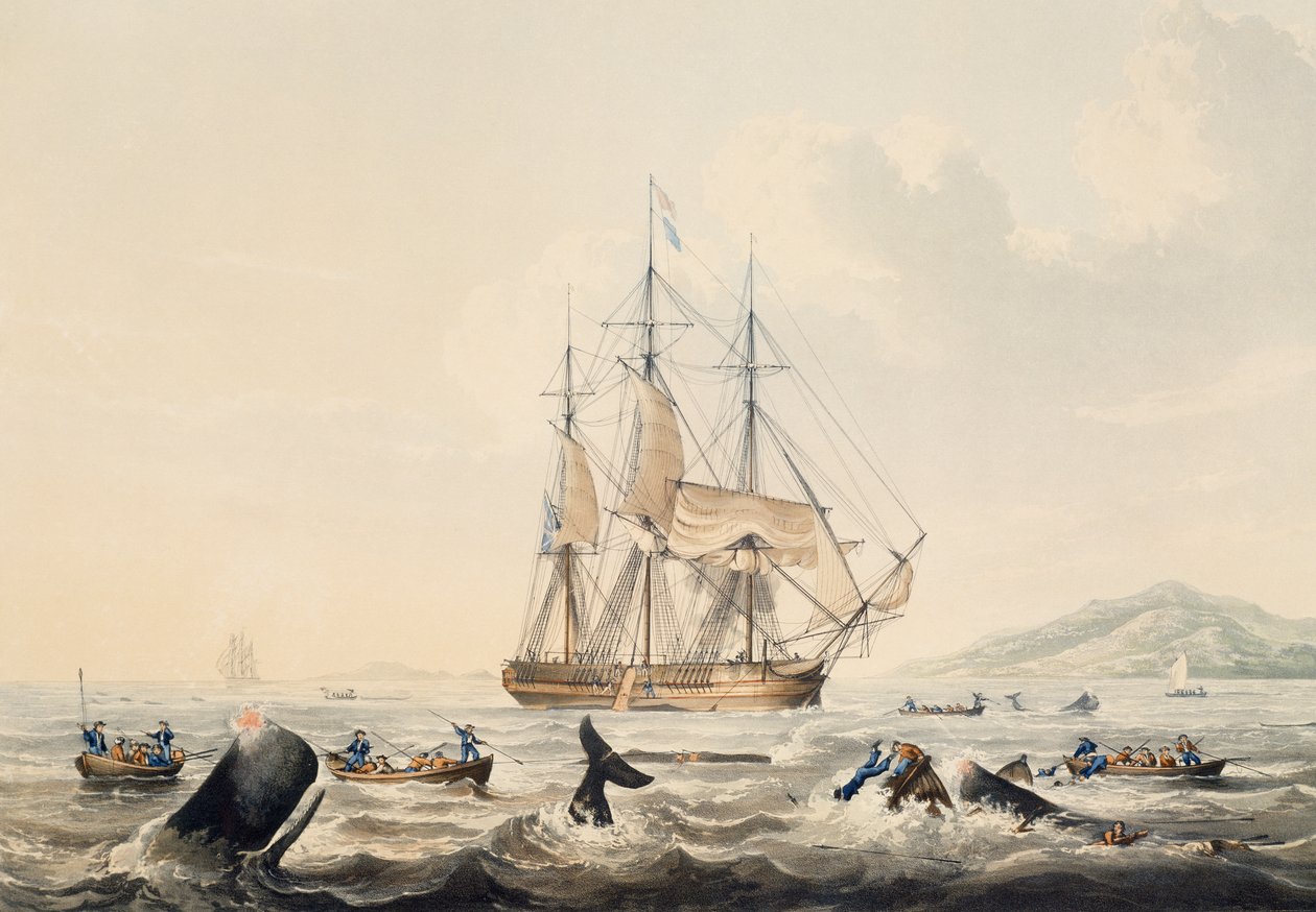 Güney Denizlerinde Balina Avı, gravür William John Huggins (1781-1845), 44x57 cm by William John Huggins
