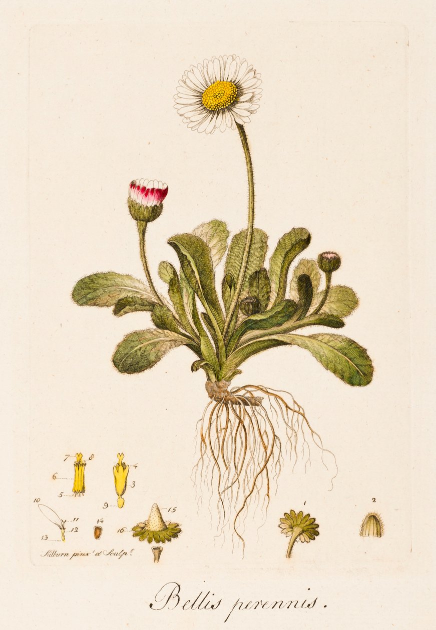 Bitmeyen savaşlar, Daisy, c1770-1790 by William Kilburn