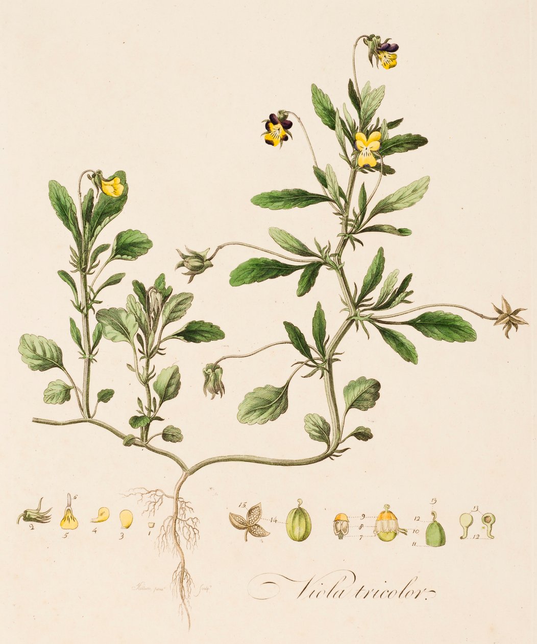 Viyola üç renkli, Yabani Hercai Menekşe, c1770-1790. by William Kilburn
