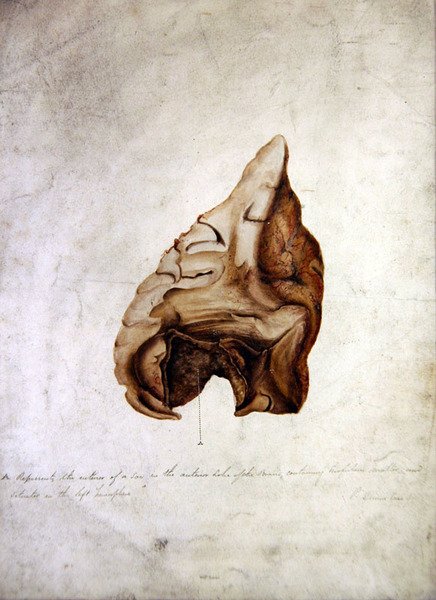 Beyin Çalışması I, c.1850 (kağıt üzerine suluboya) by William Lover