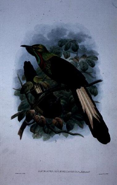 Astrapia Splendidissima (renkli taş) by William Matthew Hart