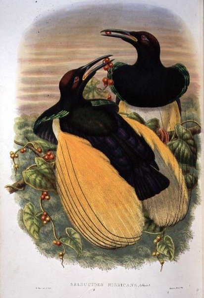 Cennet Kuşu: On iki telli, Seleucidis Melanoleuca (renkli taş) by William Matthew Hart