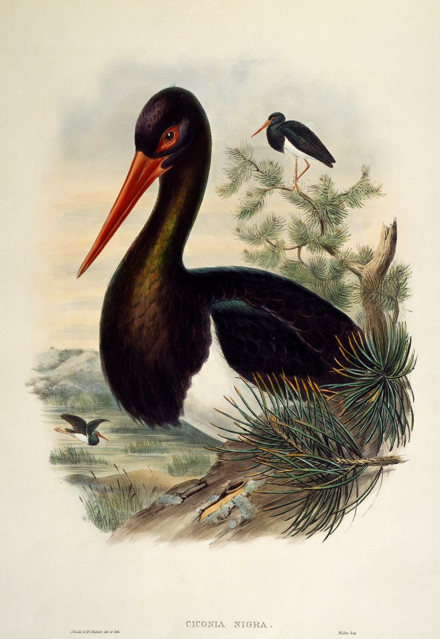 Kara Leylek (Ciconia nigra), Büyük Britanya Kuşları