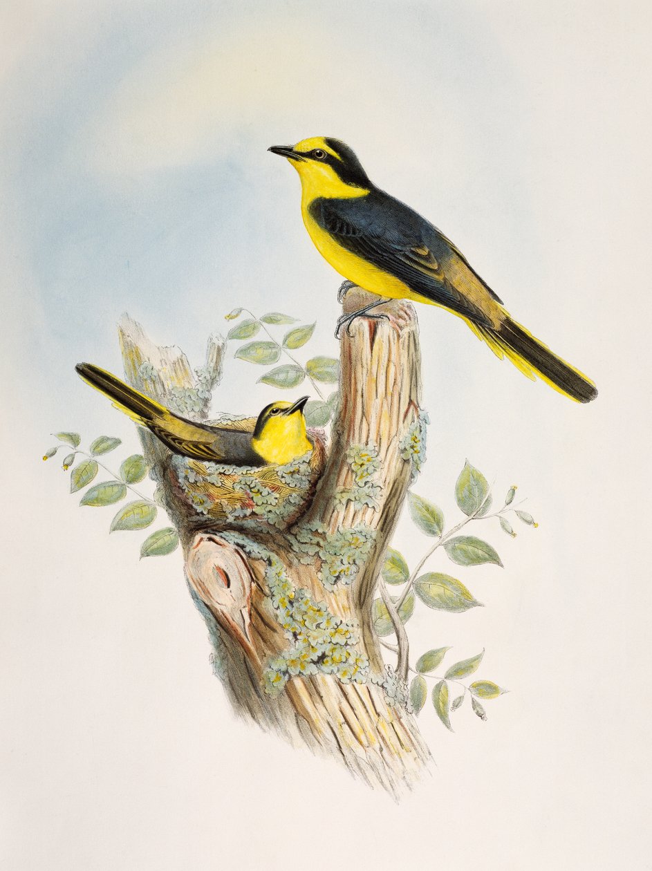 Kahverengi sırtlı Minivet (Pericrocotus cantonensis), Birds of Asia