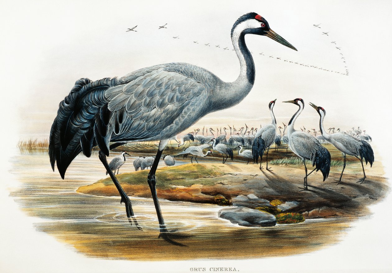 Ortak Turna (Grus cinerea), Büyük Britanya Kuşları