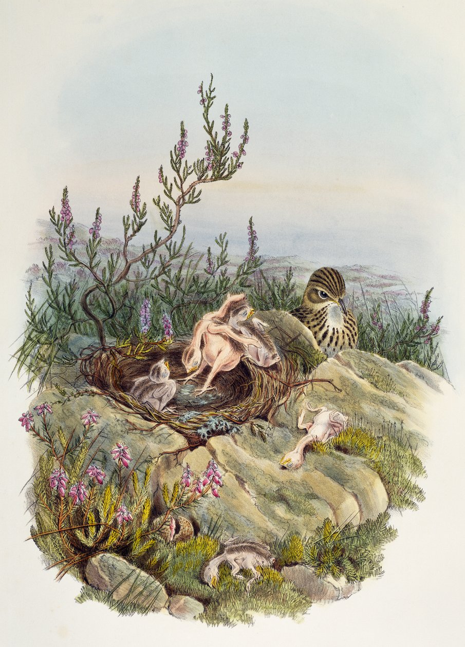 Adi Guguk kuşu, John Gould (1804-1881), litografi William Matthew Hart (1830-1908), Birleşik Krallık by William Matthew Hart