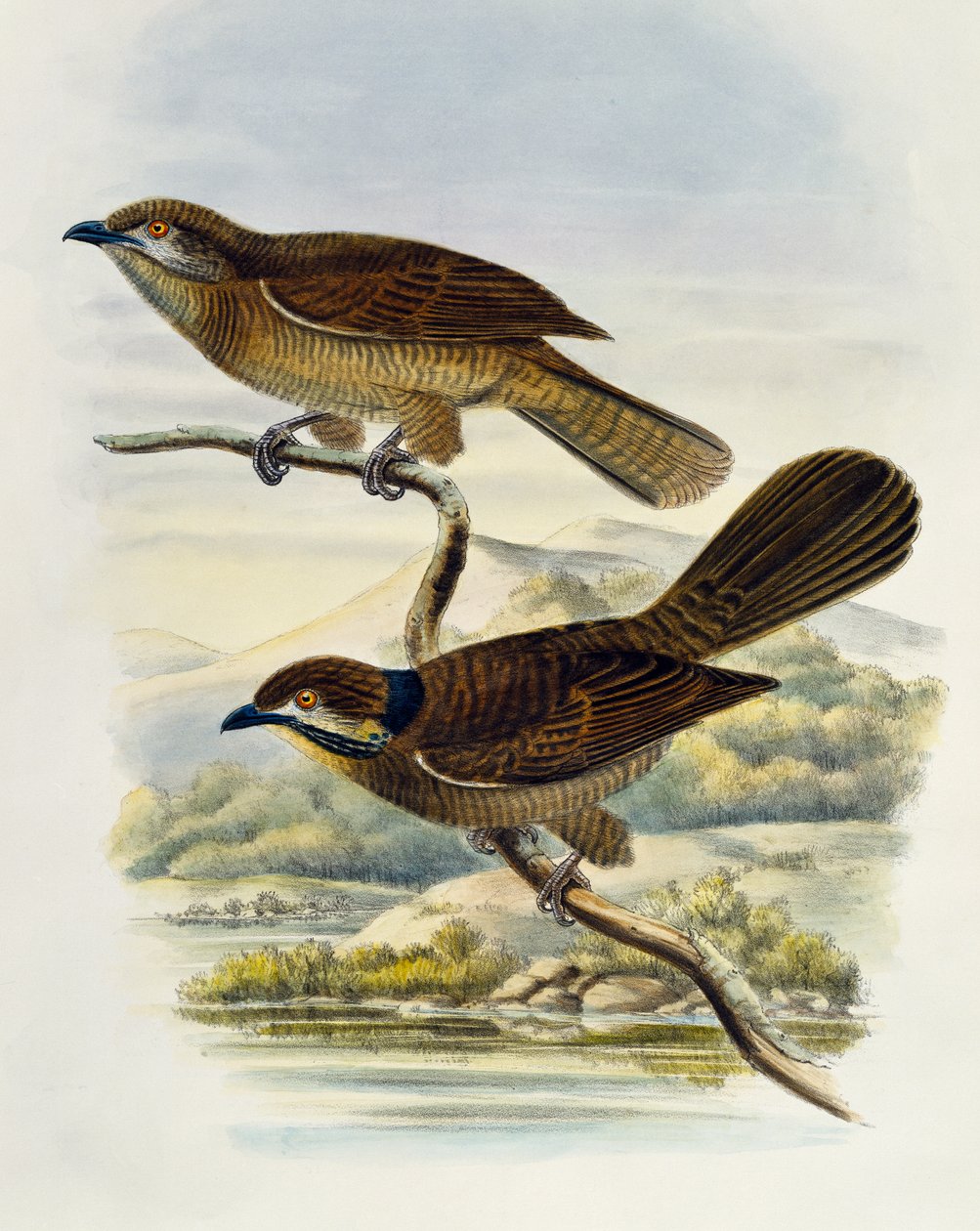 Cüce koel (Microdynamis parva), gravür William Matthew Hart (1830-1908), Birleşik Krallık by William Matthew Hart