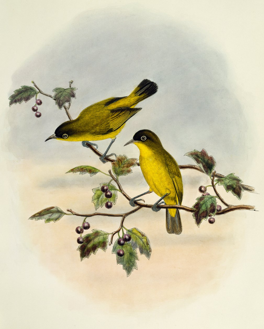 Altın karınlı beyaz göz (Zosterops uropygialis), oyma William Matthew Hart (1830-1908), Birleşik Krallık by William Matthew Hart